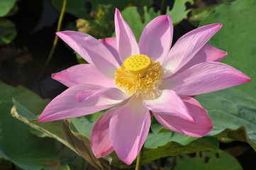 Big pink lotus flower on a background of green leaves