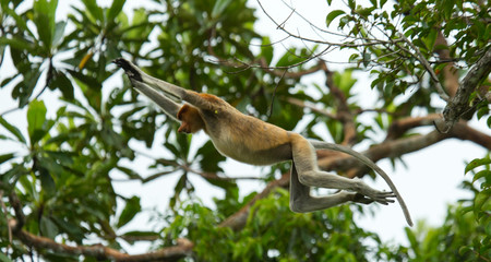 The proboscis monkey is jumping from tree to tree in the jungle. Indonesia. The island of Borneo (Kalimantan). An excellent illustration.