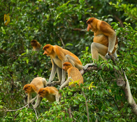 Family of proboscis monkeys sitting in a tree in the jungle. Indonesia. The island of Borneo (Kalimantan). An excellent illustration.