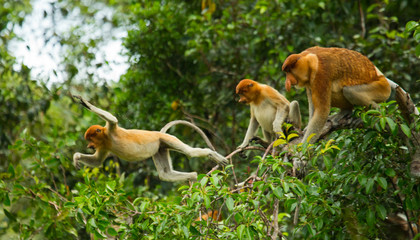 Naklejka premium The proboscis monkey is jumping from tree to tree in the jungle. Indonesia. The island of Borneo (Kalimantan). An excellent illustration.