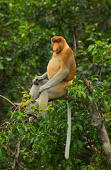 Naklejka premium The proboscis monkey is sitting on a tree in the jungle. Indonesia. The island of Borneo (Kalimantan). An excellent illustration.