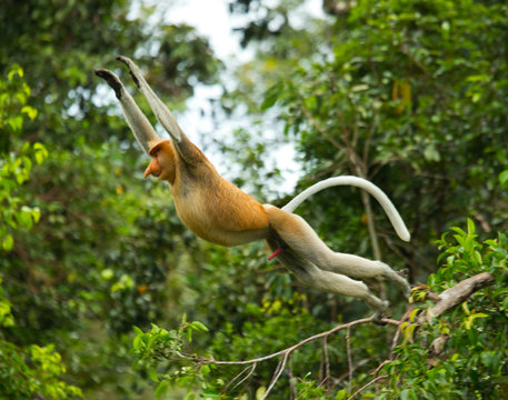 The proboscis monkey is jumping from tree to tree in the jungle. Indonesia. The island of Borneo (Kalimantan). An excellent illustration.