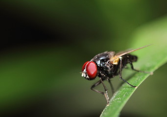 Fly insect