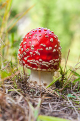 Red mushroom forming fungi