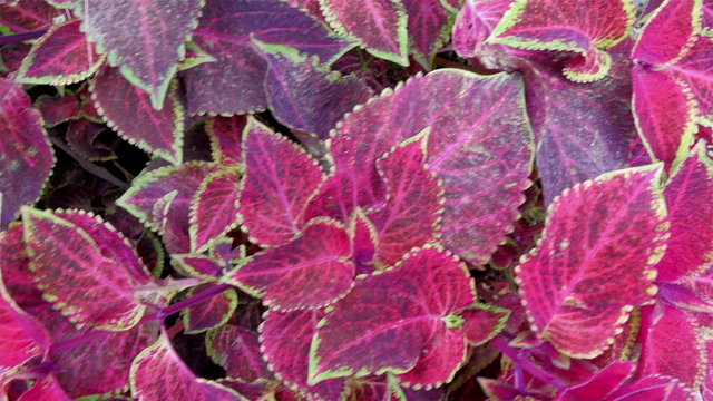 A Plectranthus scutellarioides plant in the garden. Plectranthus scutellarioides is a species of flowering plant in the family Lamiaceae native to south east Asia and Malaysia.