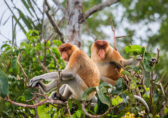 Naklejka premium Family of proboscis monkeys sitting in a tree in the jungle. Indonesia. The island of Borneo (Kalimantan). An excellent illustration.