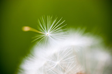Closeup of the seeds of the dandelion flower