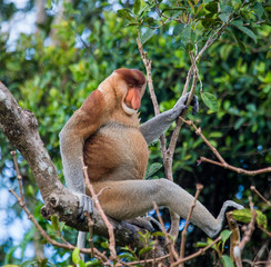 The proboscis monkey is siting on a tree in the jungle. Indonesia. The island of Borneo (Kalimantan). An excellent illustration.