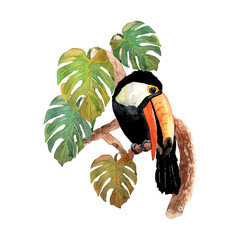 Tropical bird toucan sitting on branch with isolated monster leafs  © ZUBKOVA IULIIA
