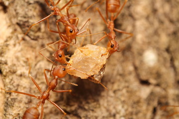 Small red ant working on tree