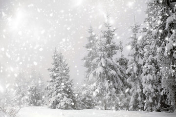 Fototapeta premium Christmas background with snowy fir trees