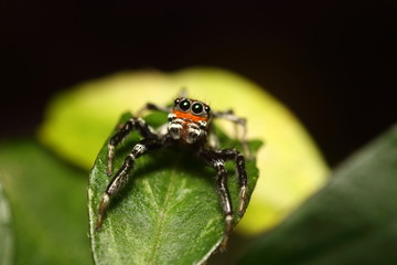 Fototapeta premium Small jump spider