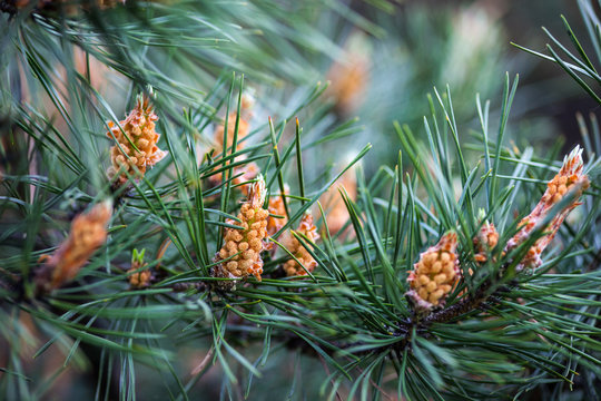 Scots pine branches with yellow male cones