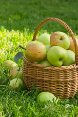Organic green apples in a weacker basket on the green grass in sunny summer day, vertical image