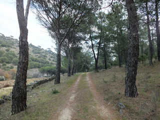 arboles y camino