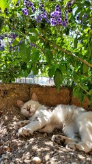 A cat sleeping in the garden