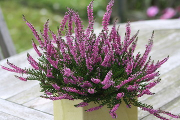 Heidekraut, Erika, Erica, lila, Tisch