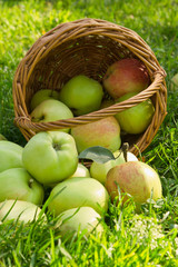 Organic green apples spilled from the basket on the grass, vertical image