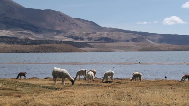 Llamas graze at Chungara lake bank in in Lauca National Park, Chile.