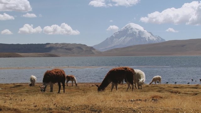 Llamas graze at Chungara lake bank in in Lauca National Park, Chile.