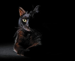 Black cat lit from one side on a black background