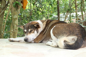 Thai dog sleep on floor
