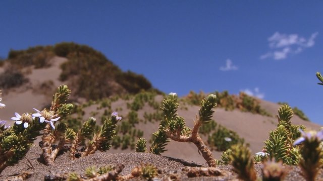 View to the Andean flowers with the blue sky and clouds at the background in Lauca National Park, Chile. 