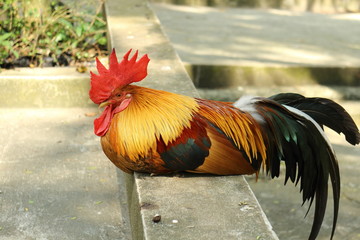 Tha cock full color