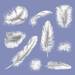 Hand Drawn Feathers.
