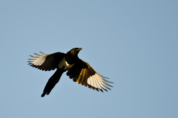 Black-Billed Magpie Flying in a Blue Sky