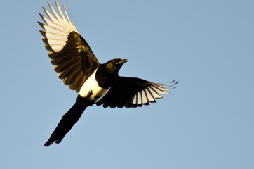 Naklejka premium Black-Billed Magpie Flying in a Blue Sky
