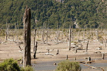 Dead Forest from Eruption of Hudson Volcano - Chile