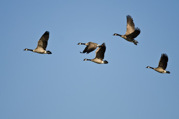 Small Flock of Canada Geese Flying in a Blue Sky