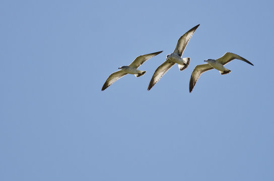 Three Ring-Billed Gulls Flying in a Blue Sky
