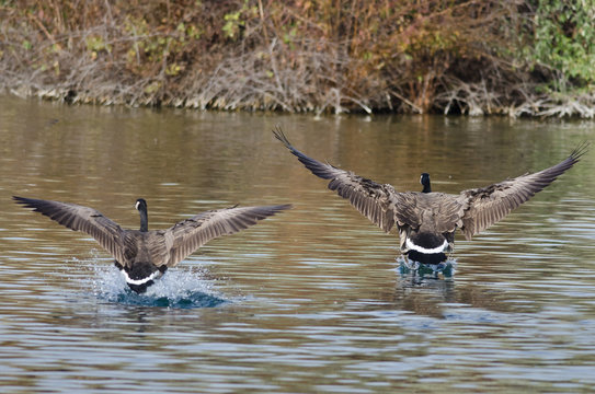 Two Canada Geese Coming In for a Landing on the Water