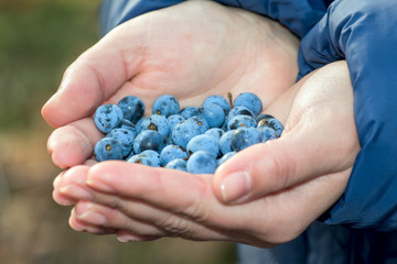 hand full of sloes berries