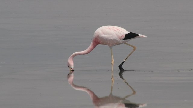 Flamingo at the salt lake water in Atacama desert, Chile.