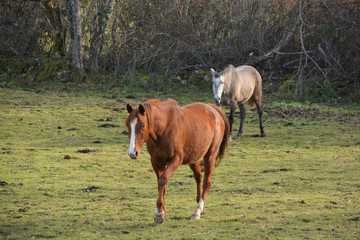 caballos en un prado verde