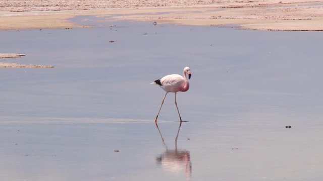 Beautiful flamingo walks by the shallow salt lake in Atacama desert, Chile.