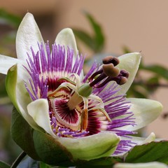 Passionflower