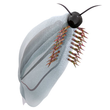 Cambrian Pikaia - Pikaia is an extinct Burgess shale animal that lived in  the Cambrian Period of British Columbia, Canada. Stock Illustration | Adobe  Stock
