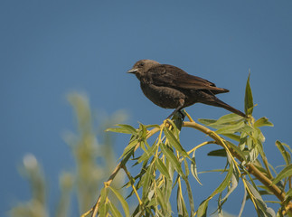 Brewer's Blackbird female perched on a tree branch with clear blue skies.
