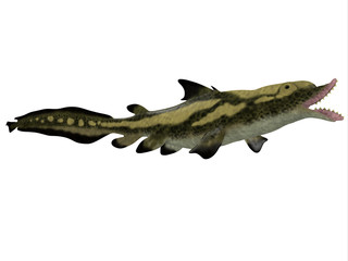 Edestus Shark Side Profile - Edestus is a prehistoric shark that lived in the Carboniferous Period of England, Russia and North America.