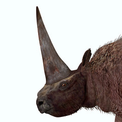 Fototapeta premium Elasmotherium Head - Elasmotherium is an extinct mammal that lived in the Pleistocene Period of Russia, Ukraine, and Moldova.