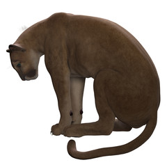 Puma Sitting - The Puma also called a Cougar or Mountain Lion is an ambush predator and pursues a wide variety of prey.