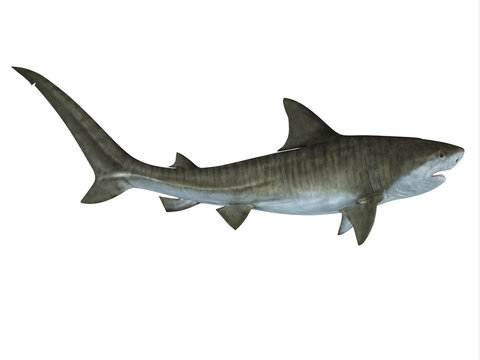 Tiger Shark Side View - The Tiger Shark is a large macro-predator which can attain a length of 5 meters or 16 feet and is found in tropical and temperate waters.