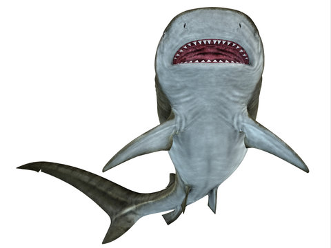 Tiger Shark Underside - The Tiger shark is a large predatory fish that lives in temperate and tropical ocean waters.