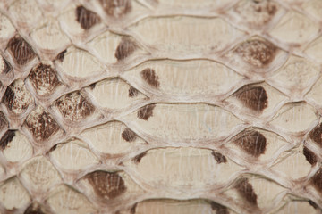 python skin texture