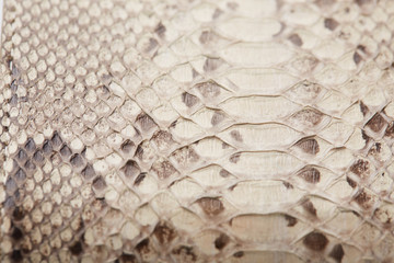 python skin texture