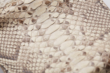 python skin texture